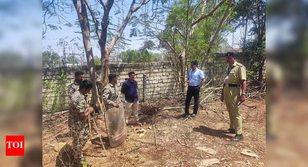 Leopard rescued near RBI notes printing press - The Times of India