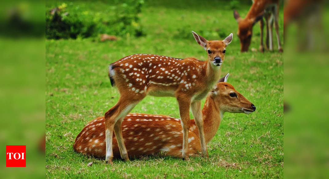 New wildlife corridors in Central India boost conservation efforts