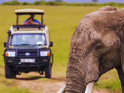 New wildlife corridors in Central India boost conservation efforts