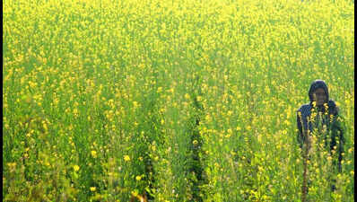 High court flags low essential oil in mustard oil samples, seeks FSSAI probe on adulteration