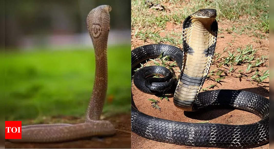 How to survive a cobra encounter? Learn expert tips to handle the situation safely