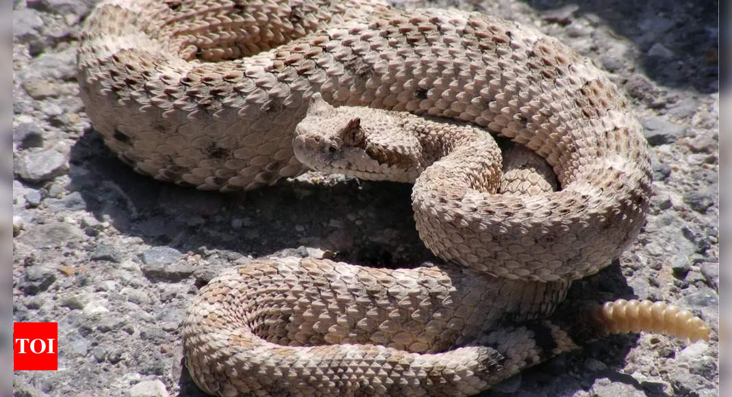 Sidewinder rattlesnake is the fastest snake on Earth; discover the science behind its fast speed and more