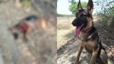Faithful till the end: Brave German Shepherd dies saving owner from tiger attack in Madhya Pradesh