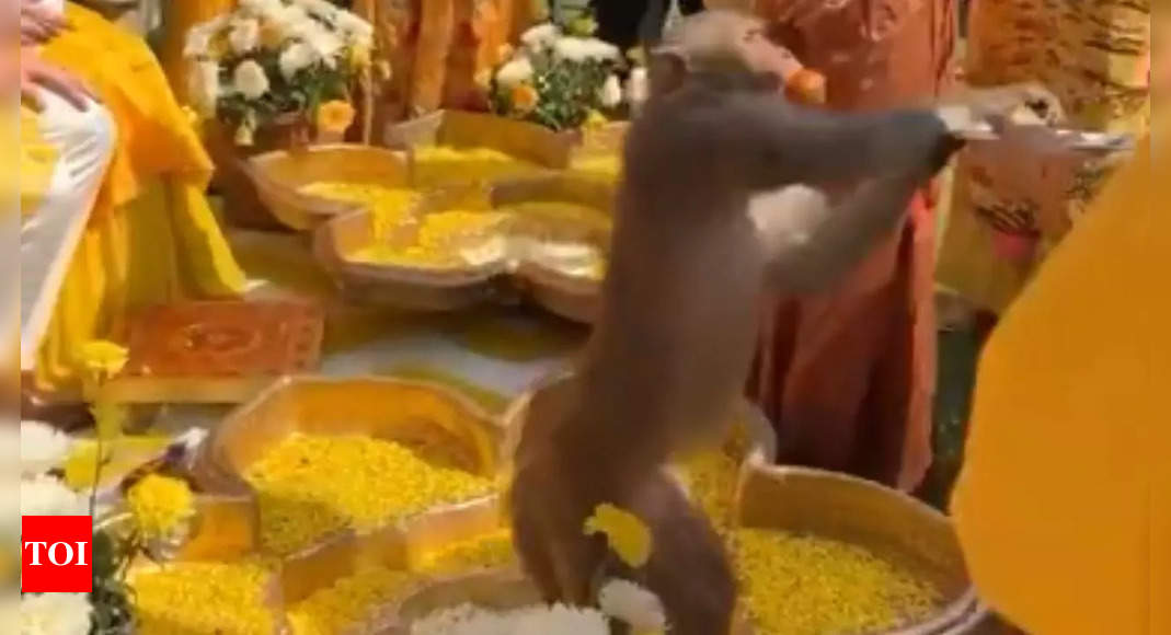 Viral:  Mischievous monkey crashes haldi ceremony and steals the show