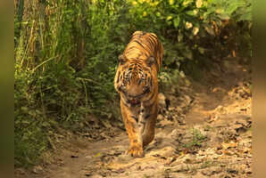 What's inside the smallest tiger reserve in India?