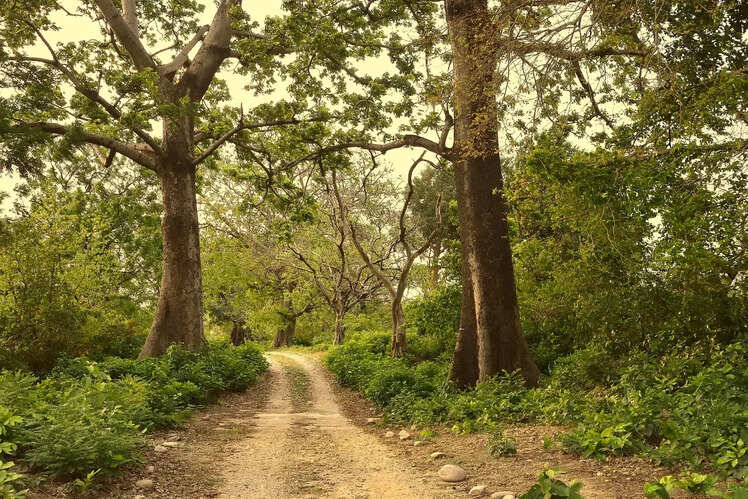 Unique landscape and forest cover