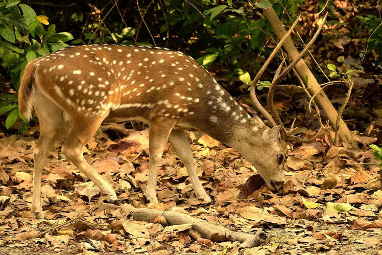 Rich biodiversity and wildlife