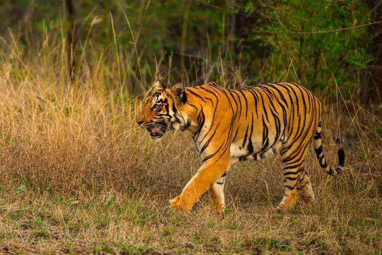 Vital wildlife corridor for tigers