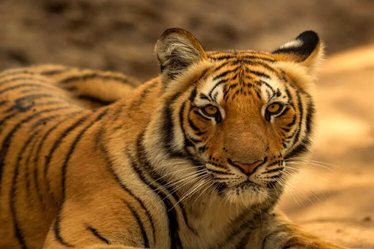 Smallest tiger reserve in India