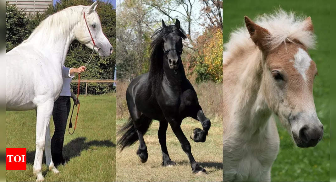 10 most beautiful horse breeds in the world