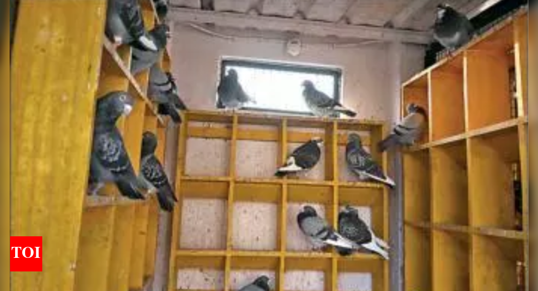 Once Kolkata’s high-flying passion, pigeon races are now on last wings ...
