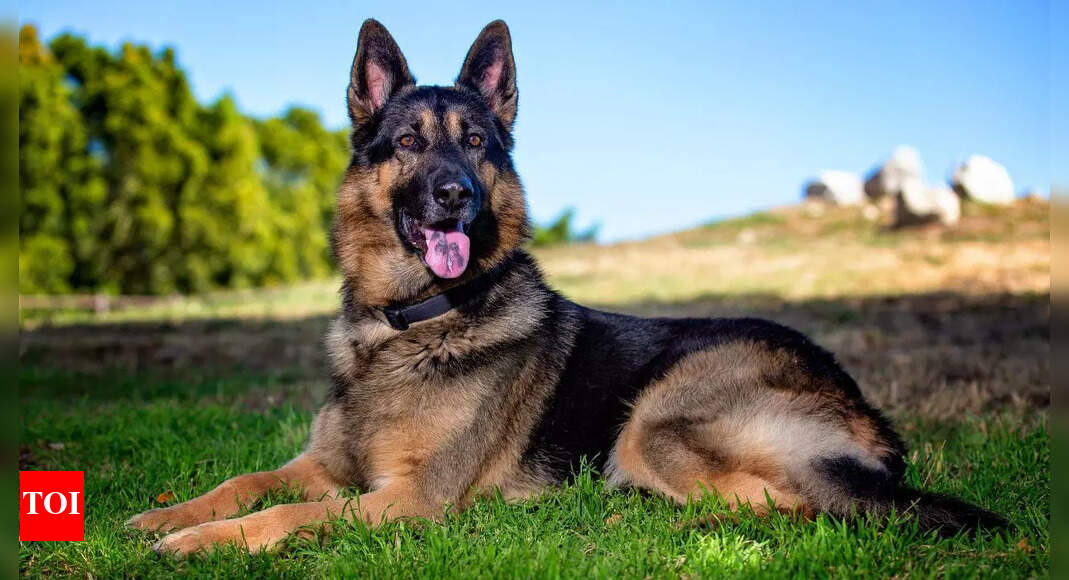 Viral: German Shepherd sacrifices his life to save owner from tiger attack