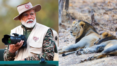  On World Wildlife Day, PM Modi takes a lion safari at Gir National Park