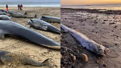 Strange events in ocean warn! Are oarfish, whales, and anglerfish predicting environmental disruptions