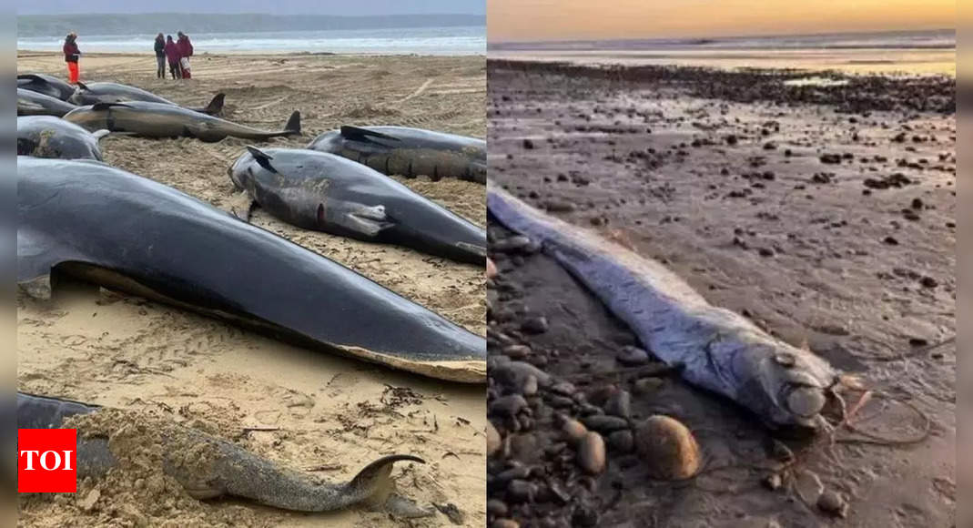 Strange events in ocean warn!  Are oarfish, whales, and anglerfish predicting environmental disruptions