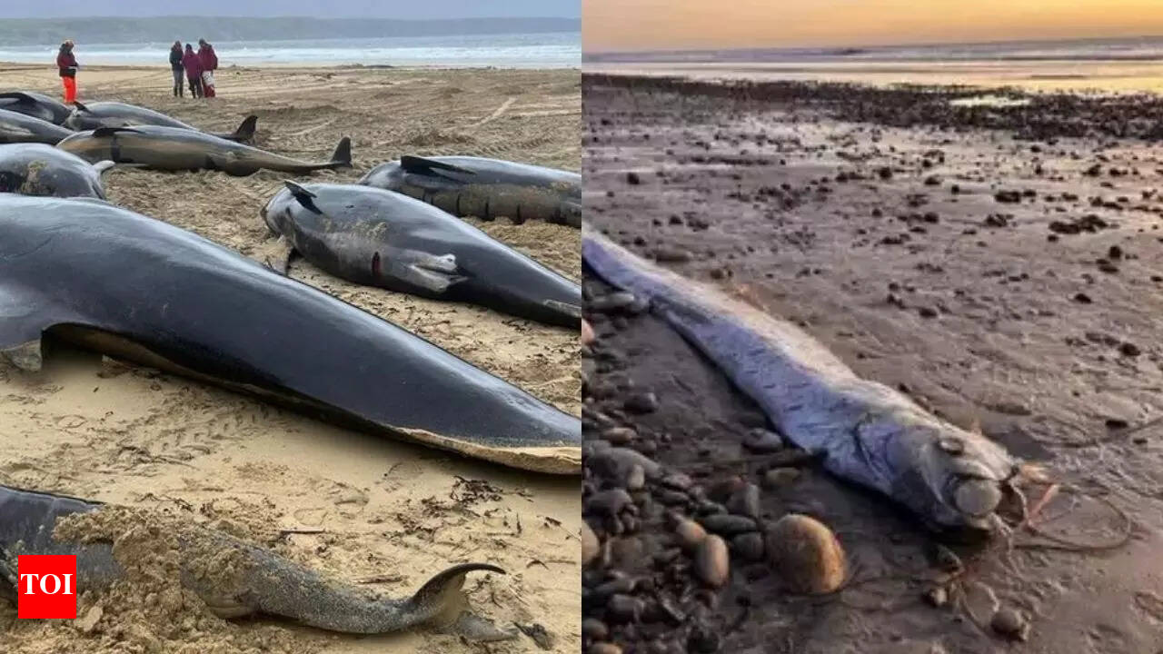 Strange events in ocean warn! Are oarfish, whales, and anglerfish  predicting environmental disruptions | - The Times of India