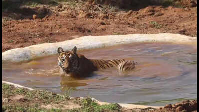 Plan to release Zeenat into the wild in a month' | Bhubaneswar ...