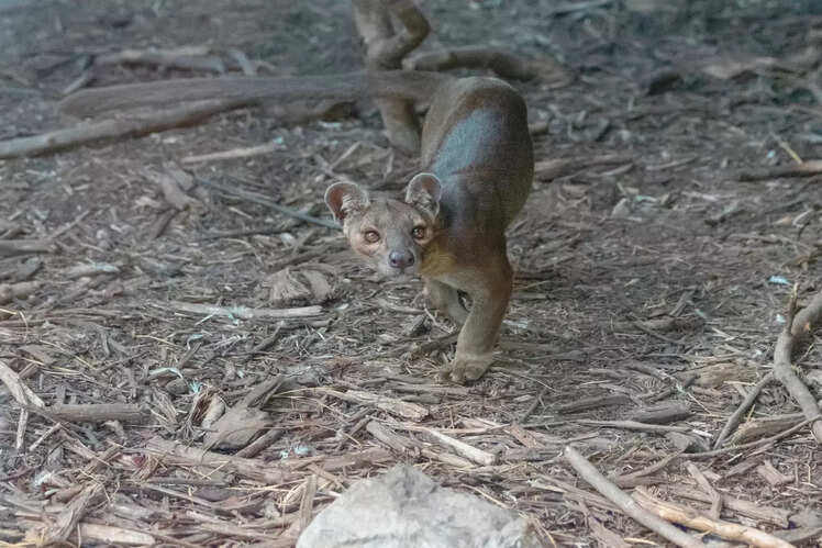 Chester Zoo, UK
