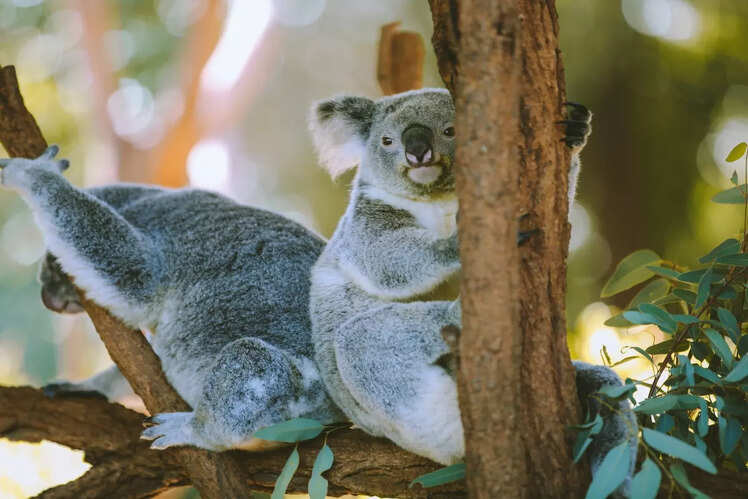 Australia Zoo, Australia
