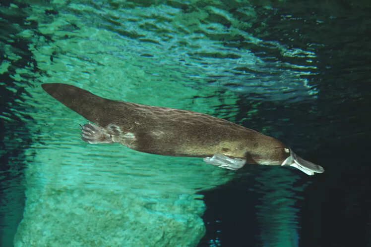 Taronga Zoo, Australia