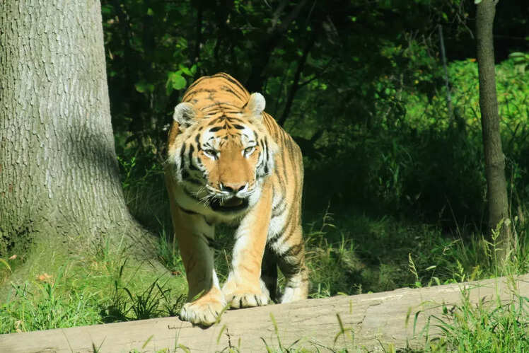 Bronx Zoo, USA