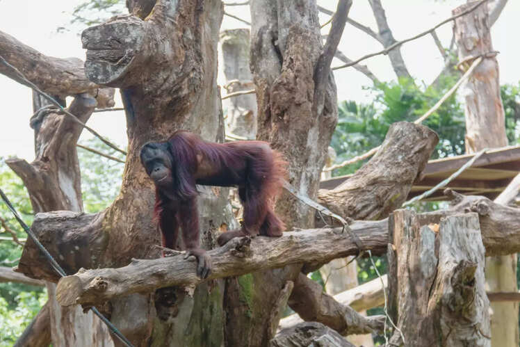 Singapore Zoo, Singapore