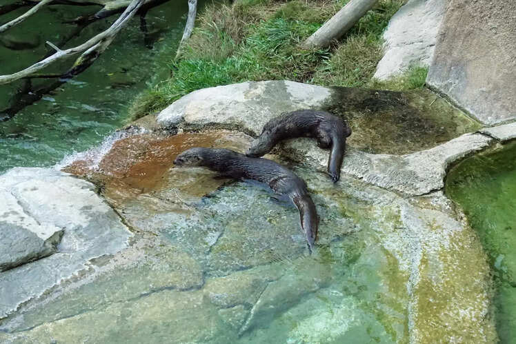 San Diego Zoo, USA