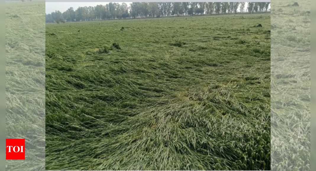 Farmers in Jind report widespread crop damage across 50,000 acres due to unforeseen downpour