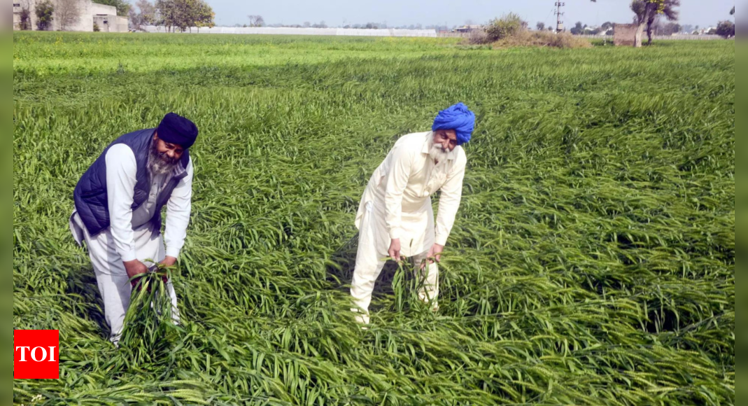 Farmers in Ghanour, Patiala to receive compensation for crop damage from hailstorms