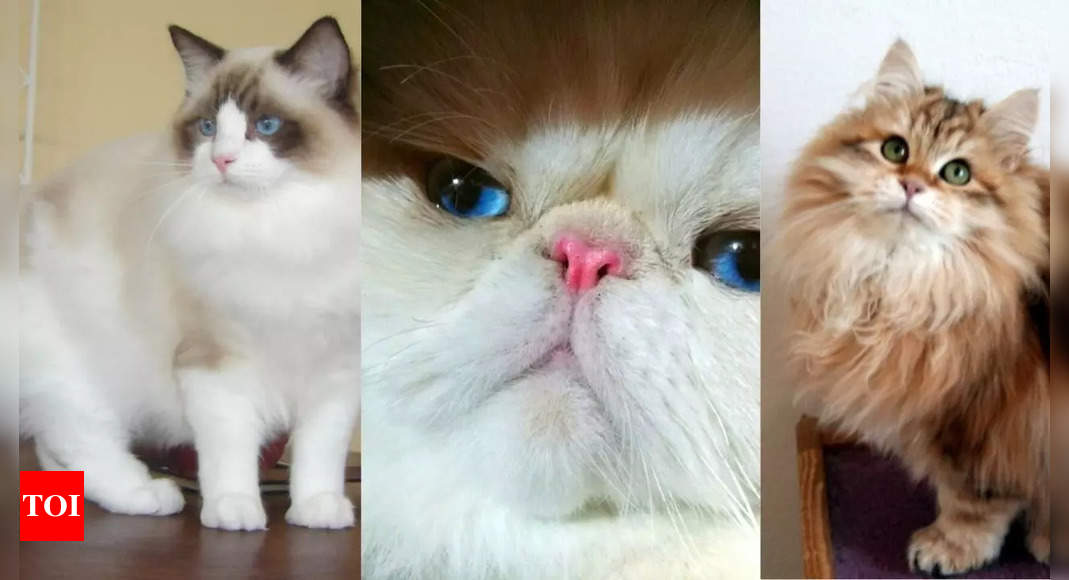 6 Cat breeds with softest fur including Persians, Siberian Forest cats, Himalayan cats, and more