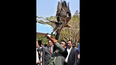 Eagles trained to hunt & ‘prey’ on rogue drones | Hyderabad News - The ...