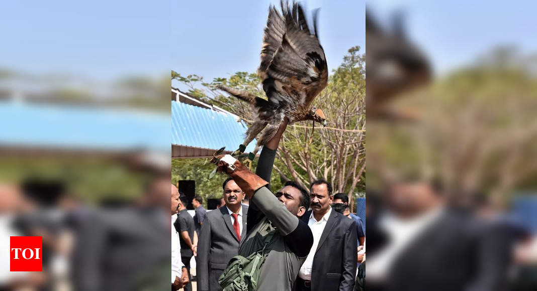 Eagles trained to hunt & ‘prey’ on rogue drones | Hyderabad News - The ...