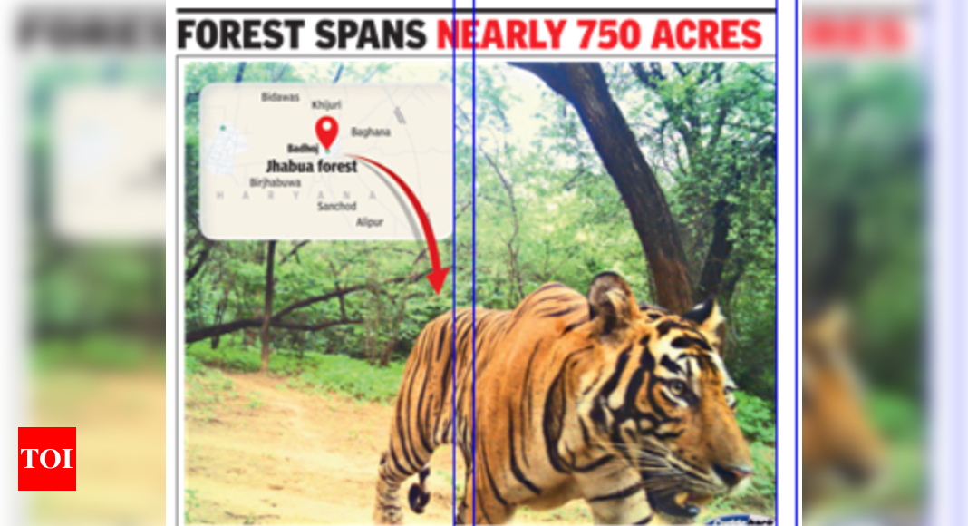 Jhabua, Sariska tiger’s home for 85 days, set to get a tourism push