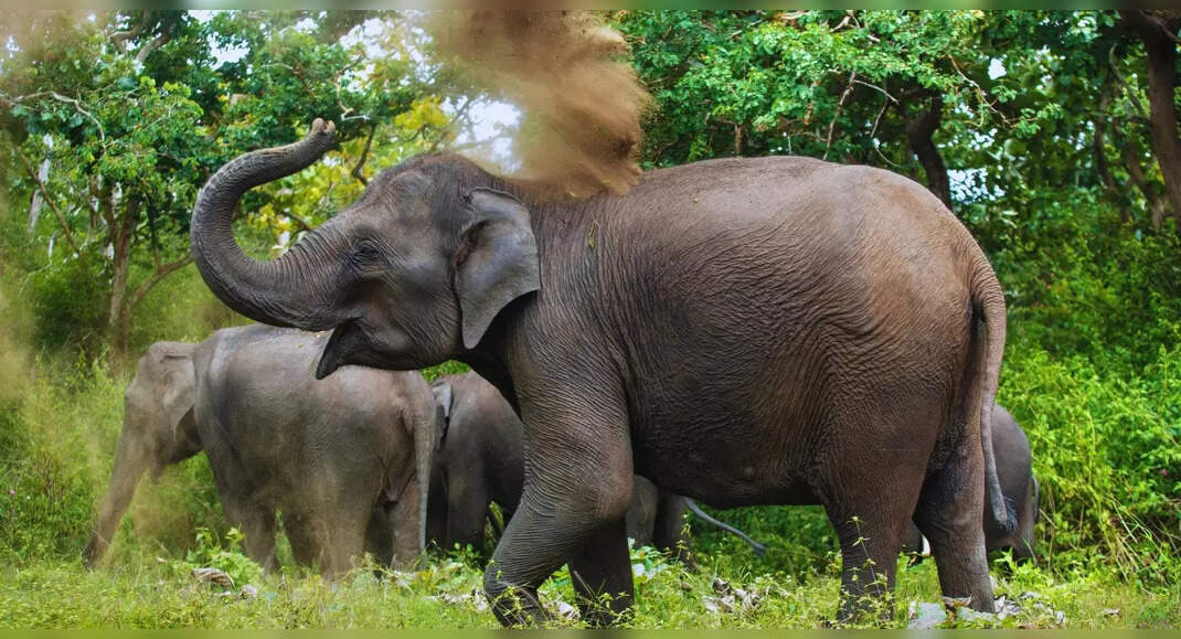 Rajaji National Park: For a jungle safari without the crowds | Times of ...