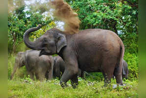Rajaji National Park: For a jungle safari without the crowds