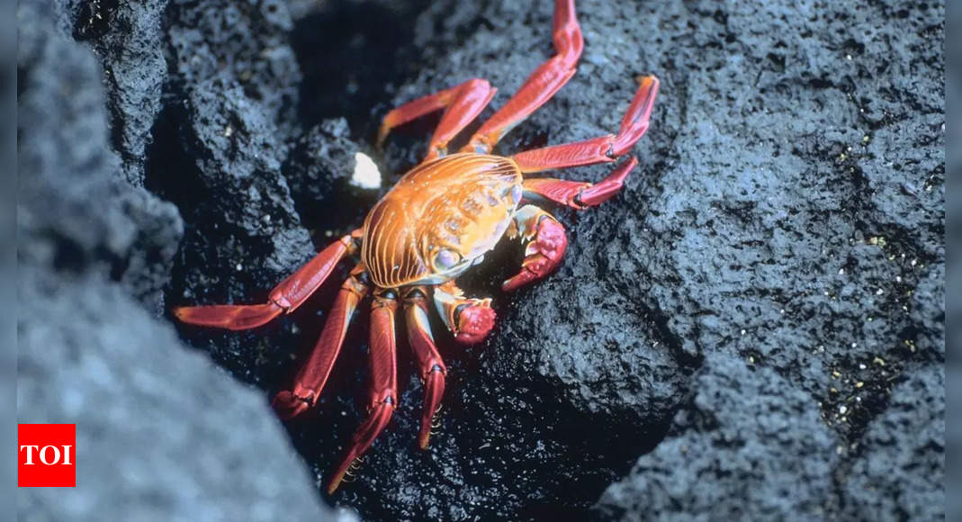 This is what a crab sees in its final moments before a cuttlefish strikes