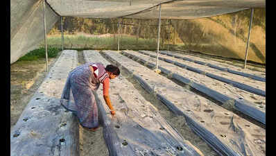 BAU trains tribal families to build kitchen gardens