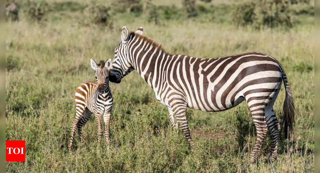 Zebra's miraculous birth captured live during safari - Watch the incredible moment!