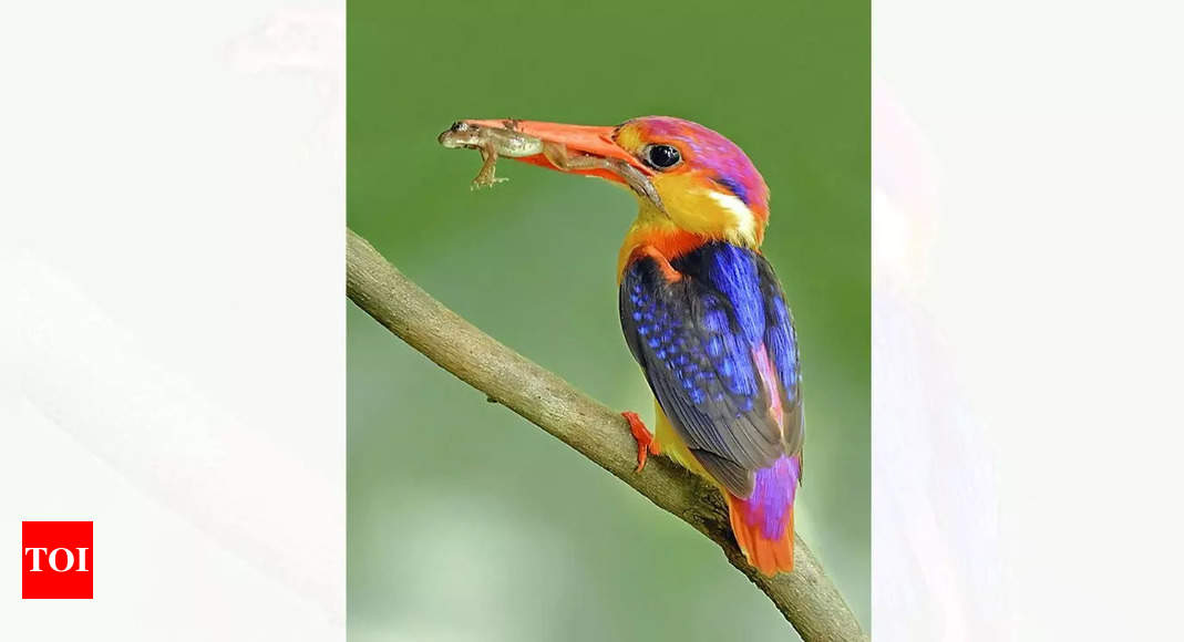 Oriental Dwarf Kingfisher: Discover the shy bird's unique characteristics, habitat, and more