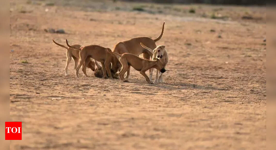 Girl, 6, mauled to death by stray dogs in Kasganj | Agra News - The ...