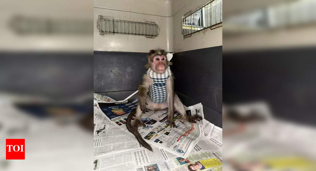 Unable to deliver, monkey undergoes rare C-sec op | Mumbai News - The ...