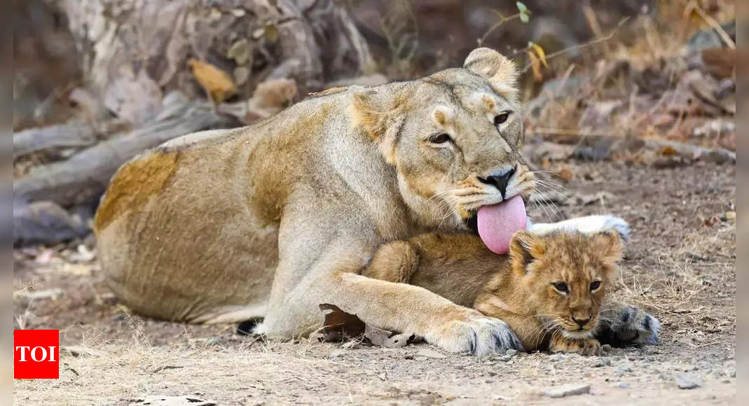 286 lions died in Gujarat in last 2 years