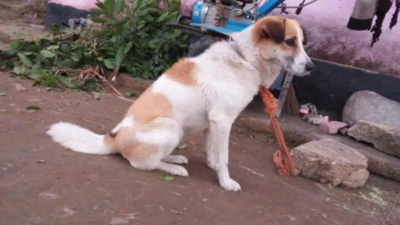 Pet dog fights off prowling leopard cub, saves mom-daughter duo in Uttarakhand's Bageshwar