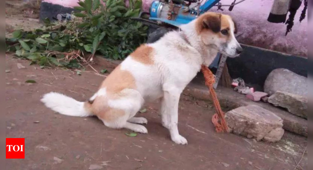 Pet dog fights off prowling leopard cub, saves mom-daughter duo in Uttarakhand's Bageshwar