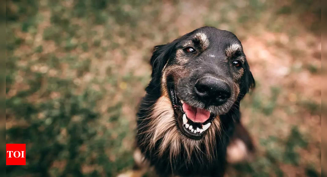 Dog trapped in underground well for days rescued after man hears distant barking