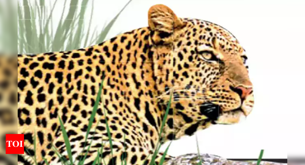 Leopard scare grips village near Chennimalai