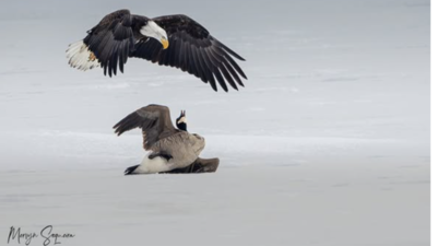 American Bald eagle vs Canada Goose: Photographer captures 'symbolic' wildlife clash