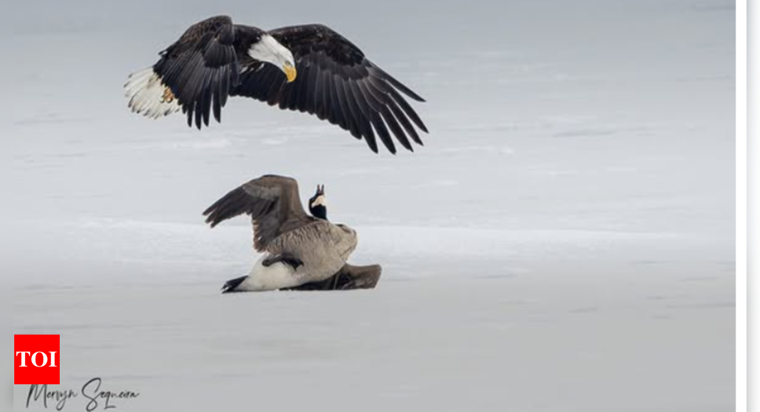 American Bald eagle vs Canada Goose: 'Symbolic' wildlife clash captured