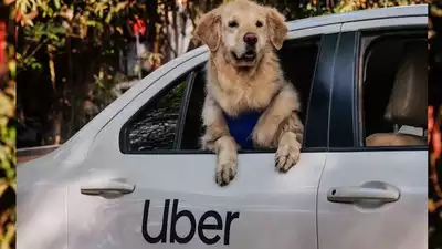 Uber announces 'Uber Pet' in Mumbai: Now Travel hassle-free with your furry friend