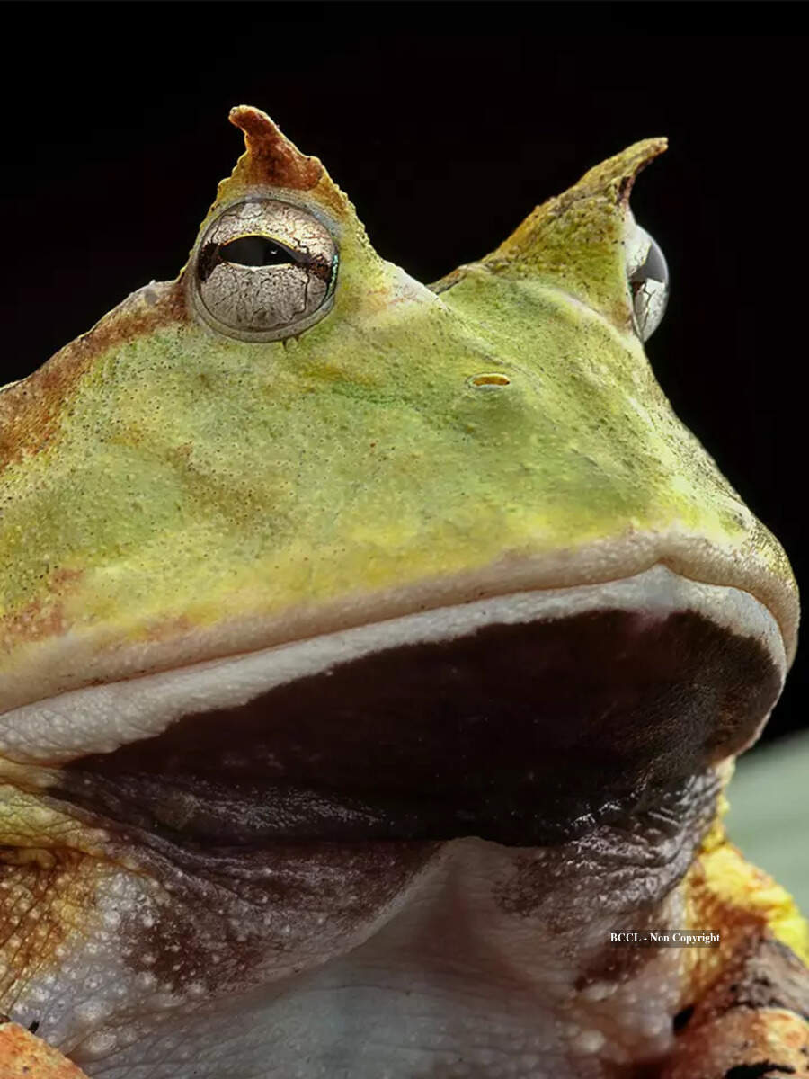 The camouflaged predator: secrets of the horned frog | Times of India